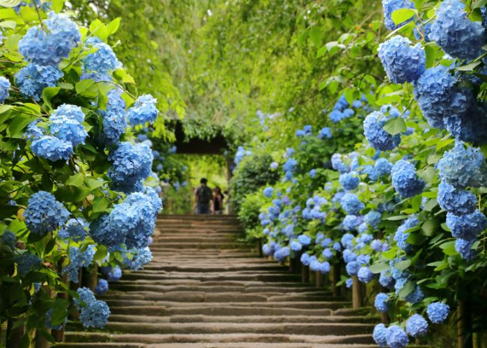 A staircase at Meigetsuin Temple, Kamakura, where blue hydrangeas are in full bloom on all sides.